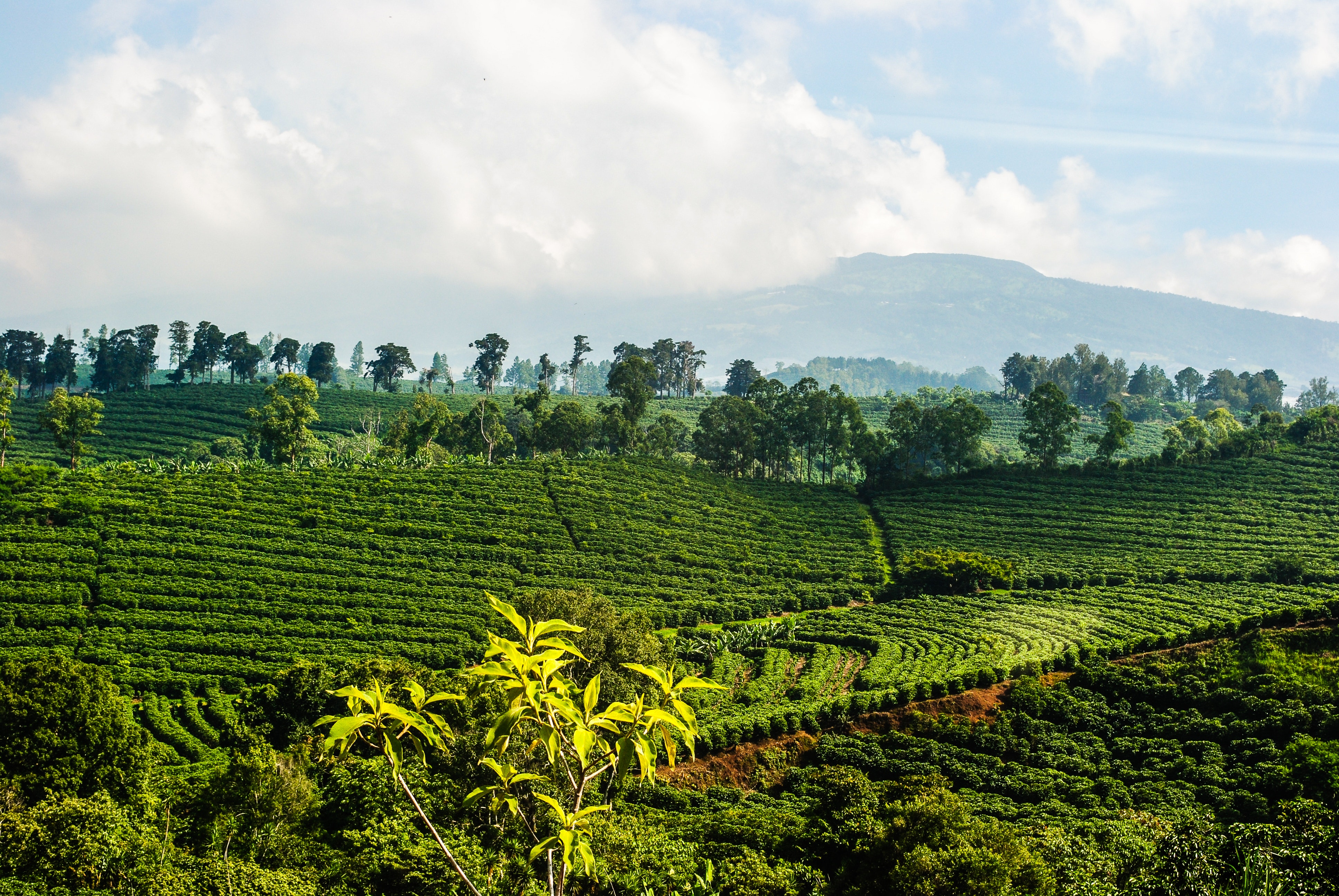  Find ualmindelig jord på Costa Ricas 5 bedste kaffeture