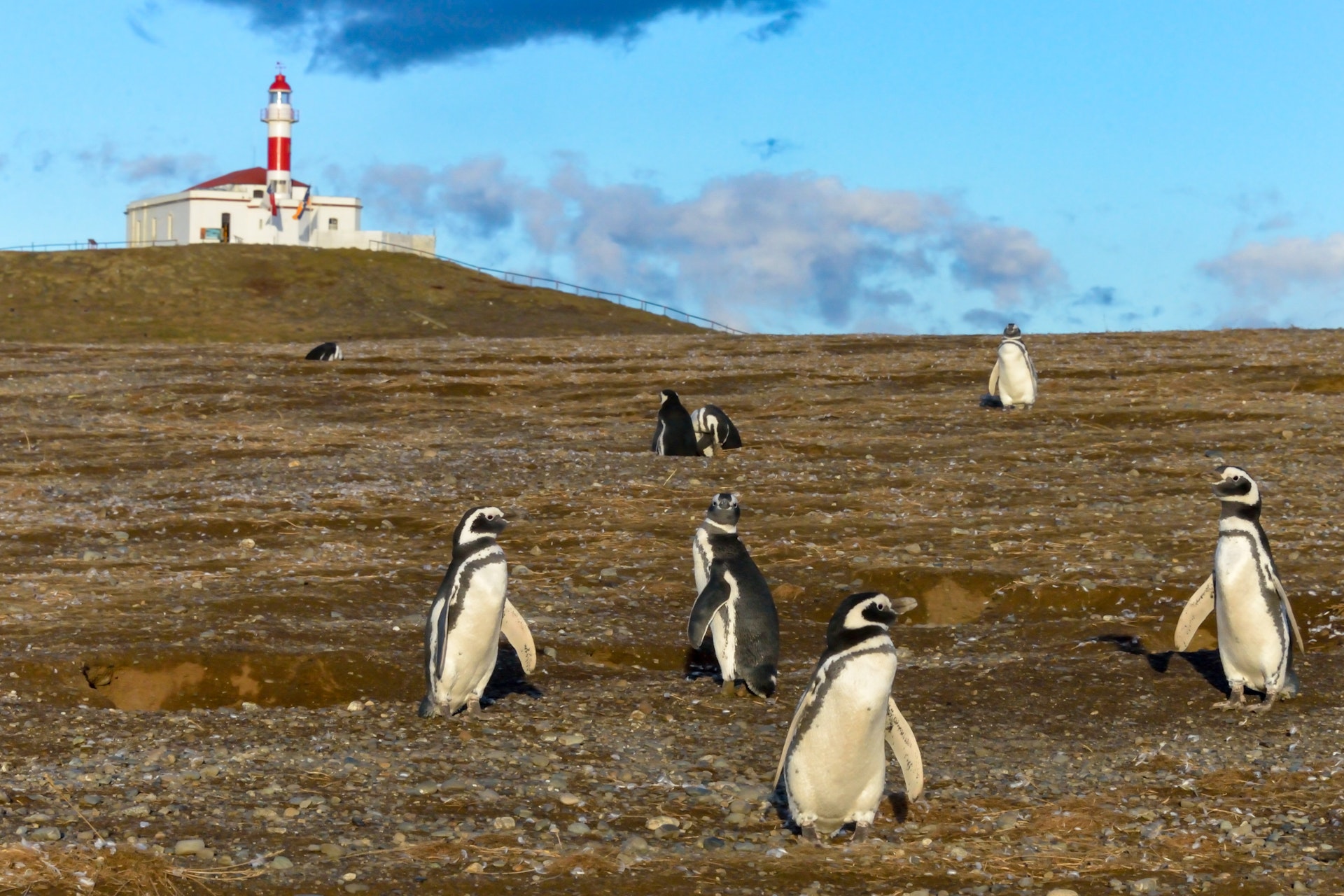  Kial nun estas la plej bona tempo por vidi pingvenojn en Patagonio (kaj aliaj bonegaj tempoj por viziti)